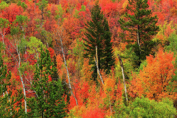 Autumn Poster featuring the photograph Palisades Autumn Palette by Greg Norrell