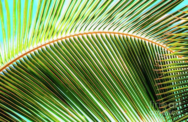 Palm Poster featuring the photograph Palm Frond Sway by D Davila