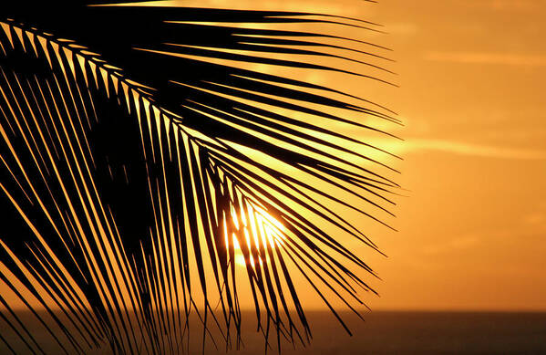Hawaii Poster featuring the photograph Palm Sunset by Vicki Hone Smith