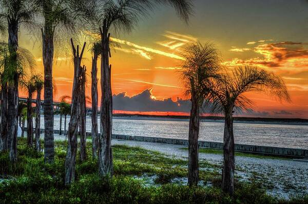Alabama Poster featuring the photograph Palm Trees at Perdido Pass by Michael Thomas