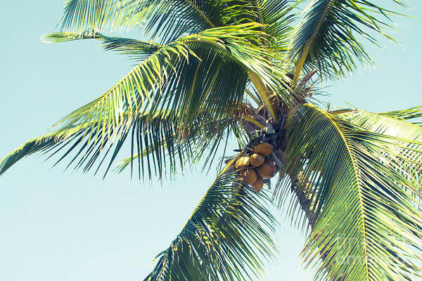 Hawaiian Coconut Palm Tree Poster featuring the photograph Palm Whispers by Sharon Mau