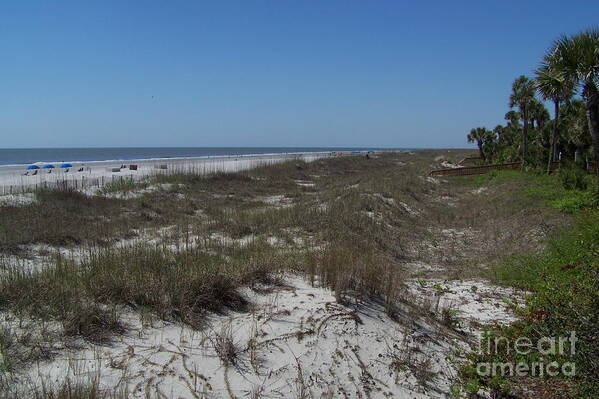 Dunes Poster featuring the photograph Palmetto Dunes Beach by Carol Bradley