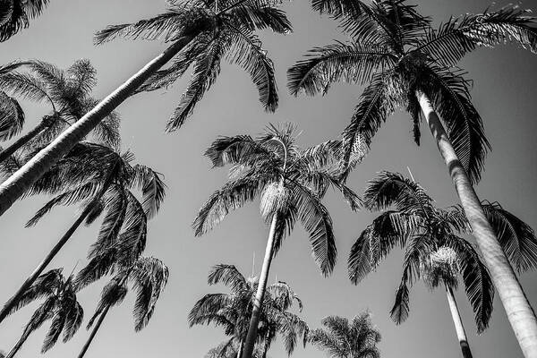 Palm Trees Poster featuring the photograph Palms Up I by Ryan Weddle