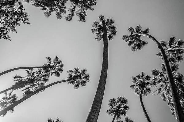 Palm Trees Poster featuring the photograph Palms Up II by Ryan Weddle