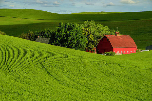 Country Poster featuring the photograph Palouse Scene with Red Barn by Roberta Kayne