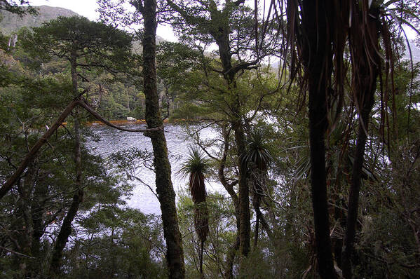 Tasmania Photographs Poster featuring the photograph Pandani at Cradle Mountain by Sarah King