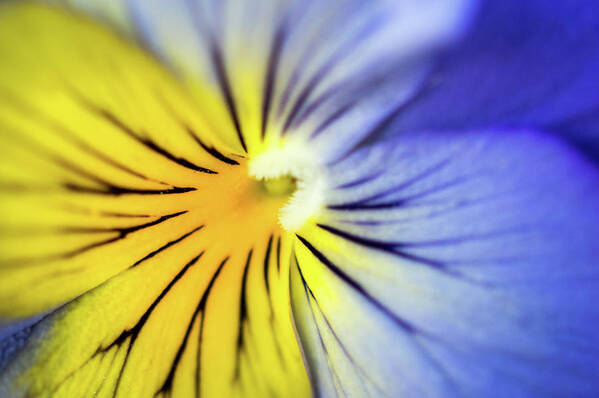 Pansy Poster featuring the photograph Pansy Close-Up by Lisa Blake