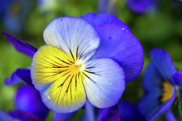 Pansy Poster featuring the photograph Pansy by Lisa Blake
