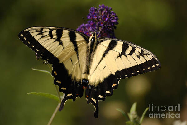 Swallowtail Poster featuring the photograph Papilio Yellow by Randy Bodkins