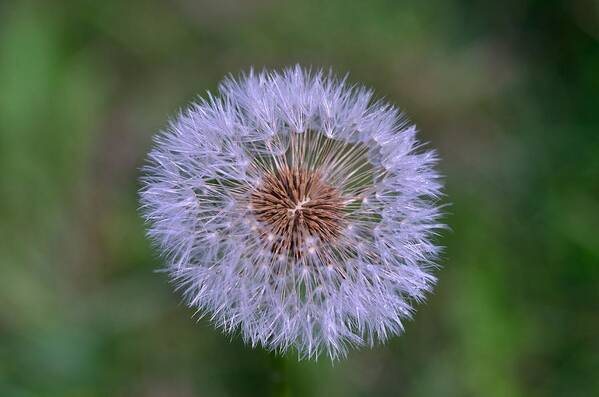 Outdoor Poster featuring the photograph Parachute Club- Dandelion Gone to Seed by David Porteus