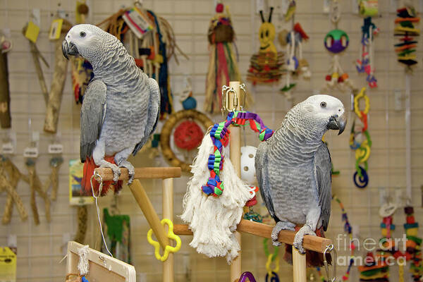 African Grey Poster featuring the photograph Parrots Playing by Jill Lang