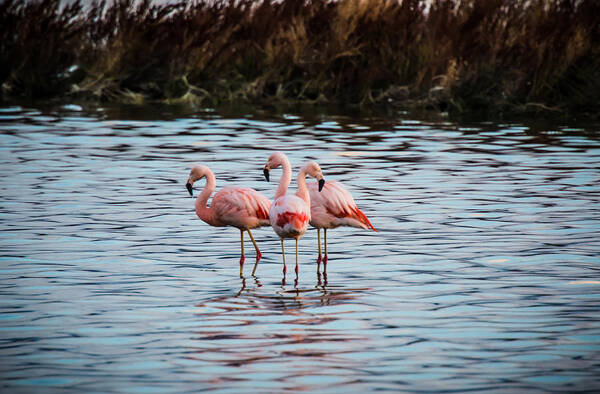 Patagonia Poster featuring the photograph Patagonia Flamingoes by Walt Sterneman