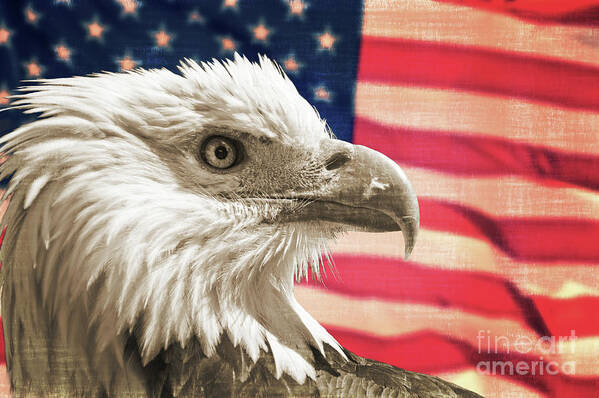 Bald Eagle Poster featuring the photograph Patriot, Bald eagle and american US flag by Delphimages Flag Creations