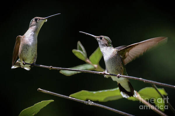 Hummingbird Poster featuring the photograph Peaceful Confrontation by Amy Porter