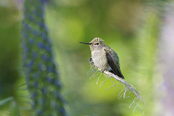 Hummingbird Poster featuring the photograph Peaceful Hummingbird by Susan Gary