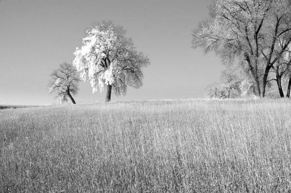 Fine Art Tree In Field Photography. Fine Art Tree Greating Cards. Black And White Greeting Cards. Fine Wall Art Photography. Wall Art Greeting Cards. Field Photography. Tree Pictures. Pictures Of Trees Poster featuring the photograph Peaceful by James Steele