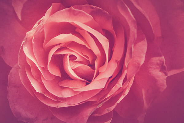 Rose Poster featuring the photograph Blooms And Petals by Elvira Pinkhas
