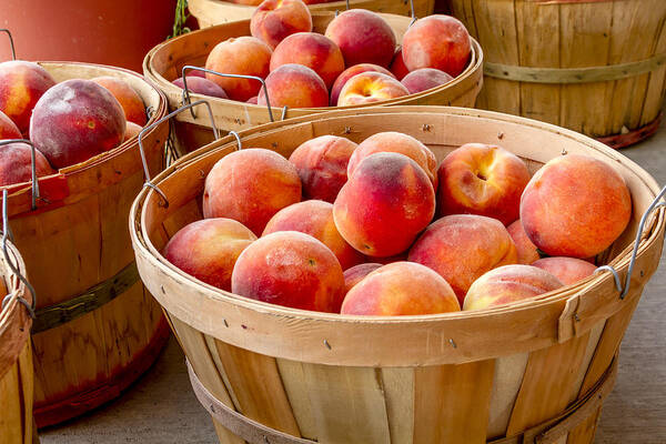 Colorado Peaches Poster featuring the photograph Peach Harvest by Teri Virbickis