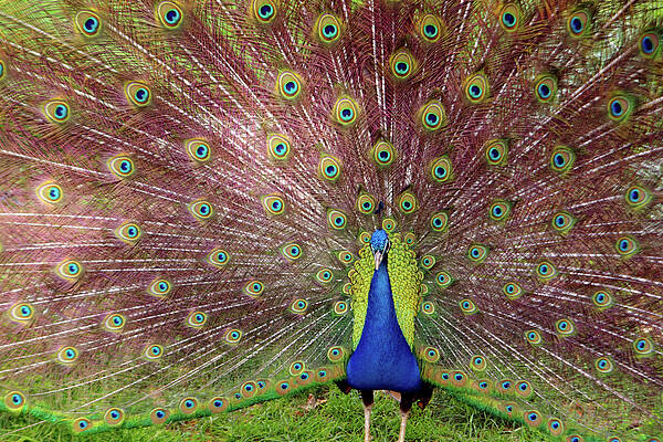 Animal Poster featuring the photograph Peacock by Carlos Caetano