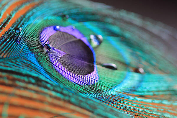 Peacock Poster featuring the photograph Peacock Feather with Water Drops by Angela Murdock