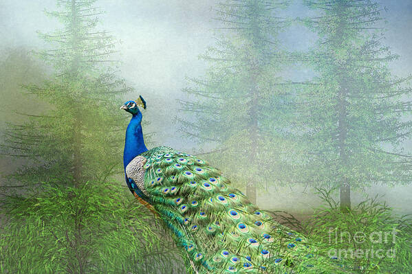 Peacock Poster featuring the photograph Peacock in the Forest by Bonnie Barry