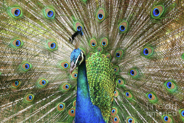 Peacock Poster featuring the photograph Peacock Indian Blue by Sharon Mau