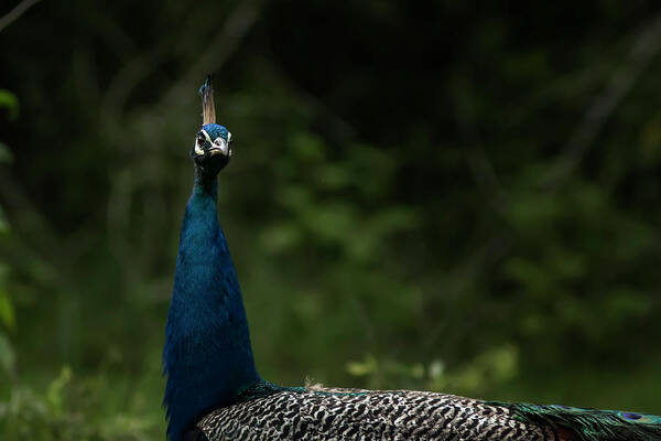 Peacock Poster featuring the photograph Peacock Potrait by Ramabhadran Thirupattur