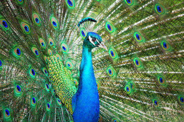 #peacock #feathers #bird #digital #male Poster featuring the digital art Peacock Splendor by Kelly Cave