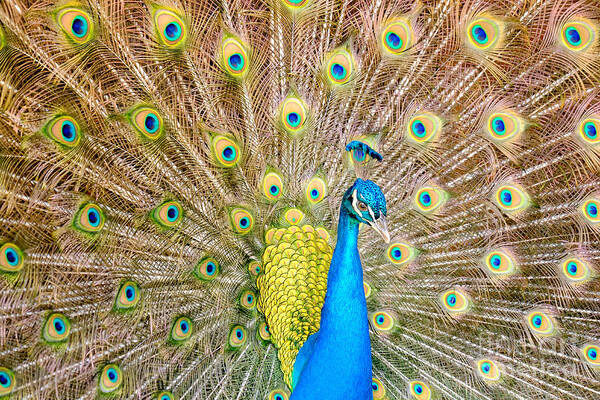 Peacock Poster featuring the photograph Peacock Strut by Dawna Moore Photography