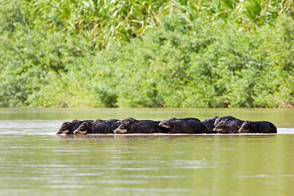 Peccaries Poster featuring the photograph Peccaries Crossing River by Aivar Mikko
