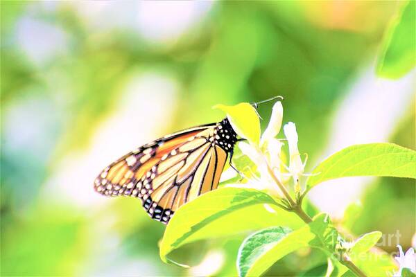 Butterflies Poster featuring the photograph Peek-a-Boo by Merle Grenz