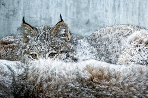 Canada Lynx Poster featuring the photograph Peek-A-Boo by Michael Hubley