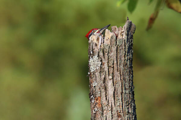 Pileated Woodpecker Poster featuring the photograph Peek A Boo Pileated Woodpecker by Brook Burling