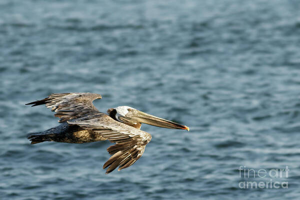 Brown Pelican Poster featuring the photograph Pelican in Flight by Natural Focal Point Photography