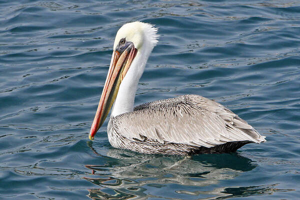 Pelican Poster featuring the pyrography Pelican by Shoal Hollingsworth