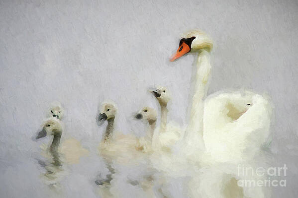 Lake Poster featuring the photograph Pen and her Cygnets by Darren Fisher
