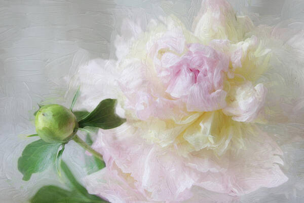 Floral Poster featuring the photograph Peony 7 by Karen Lynch