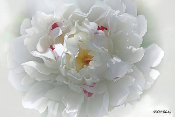 Peony Poster featuring the photograph Peony by Bonnie Willis