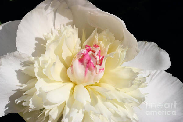 Peony Poster featuring the photograph Peony Glow by Steve Augustin