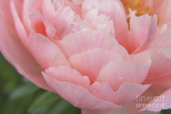 Peony Poster featuring the photograph Peony Petals by Forest Floor Photography