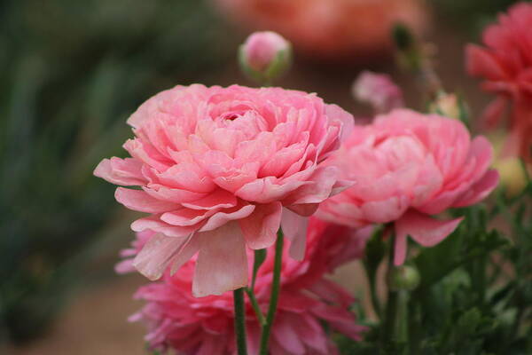 Pink Ranunculus Poster featuring the photograph Peony Pink Ranunculus Closeup by Colleen Cornelius