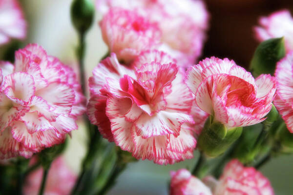 Carnations Poster featuring the photograph Peppermint by Joan Bertucci