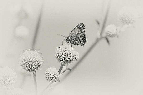 Perched Butterfly Poster featuring the photograph Perched Butterfly No. 255-2 by Sandy Taylor