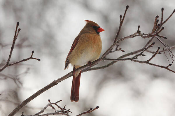 Northern Red Cardinal Poster featuring the photograph Perched Female Red Cardinal by Debbie Oppermann