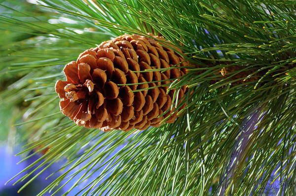 Pinecone Poster featuring the photograph Perfect Pinecone by Steph Gabler