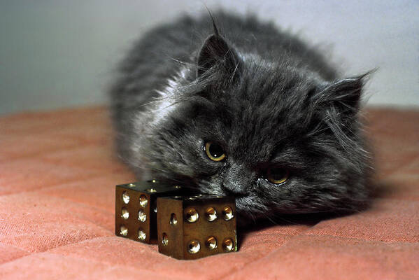 Persian Kitten Poster featuring the photograph Persian Cat with Dice by Sally Weigand