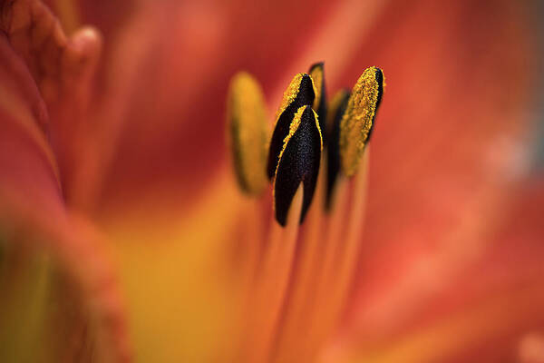 Deborah Scannell Photography Poster featuring the photograph Persimmon Lilly by Deborah Scannell