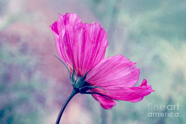Pink Flower Poster featuring the photograph Petalia - 05b by Variance Collections