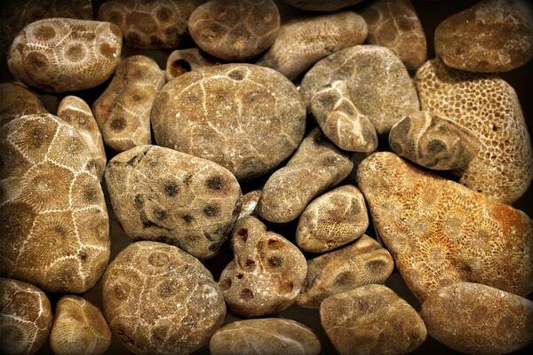 Stone Poster featuring the photograph Petoskey Stones Vlll by Michelle Calkins