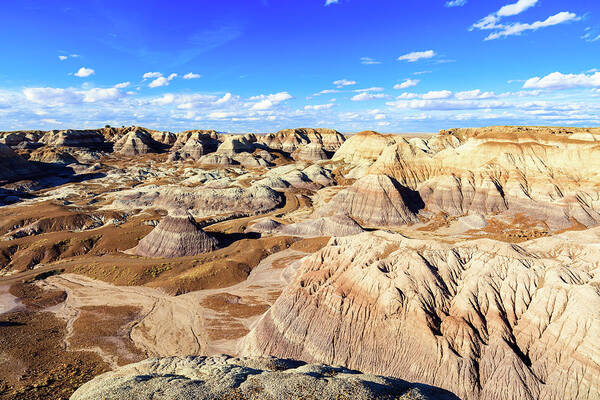 Arizona Poster featuring the photograph Petrified Forest IV by Raul Rodriguez